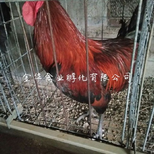 贵阳血毛土鸡苗 公