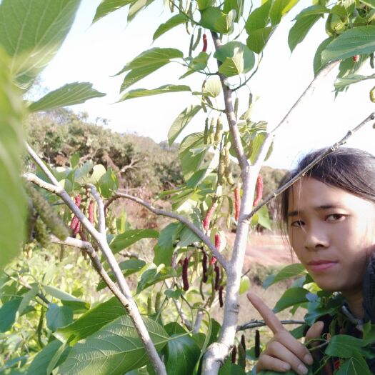 灵山县长果桑苗 嫁接苗裸根沾红泥浆保湿发货种植当年结果包邮价格优惠