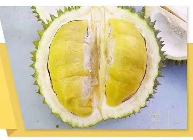 金枕榴莲苗 泰国 金枕头榴莲正品