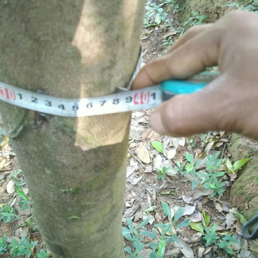 灵山县奇楠沉香树 