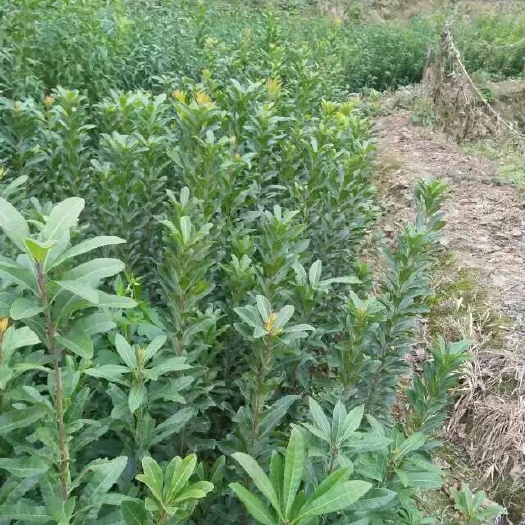 靖州县东魁杨梅树苗