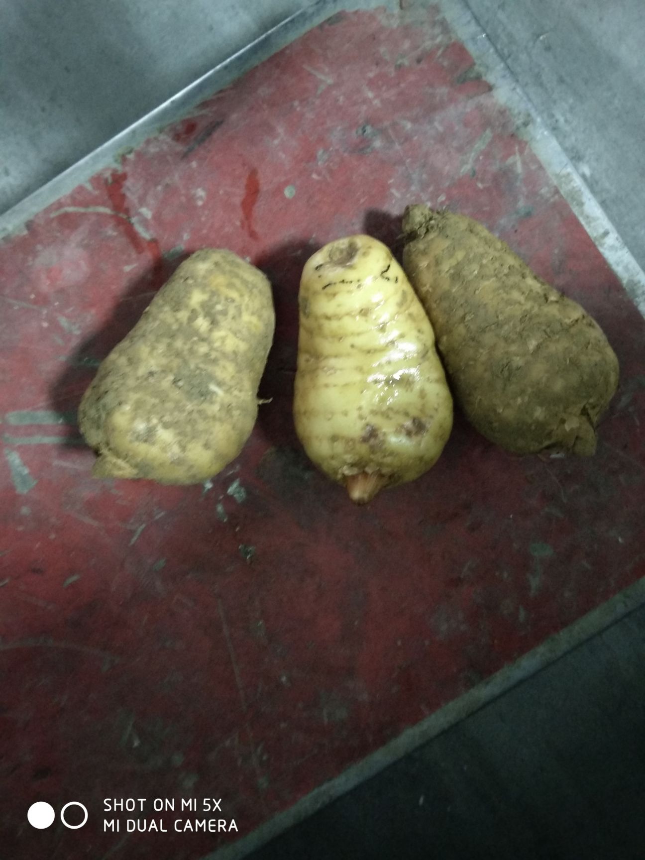 天麻  天麻鲜货，质优价低，