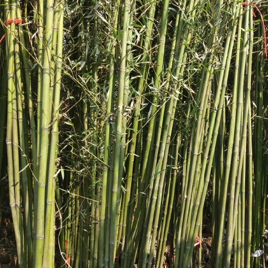 沭阳县四季青竹