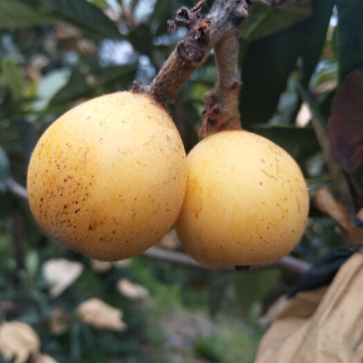 仙居县白沙枇杷苗