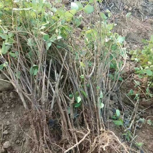 巨鹿县四季金银花 30~40公分
