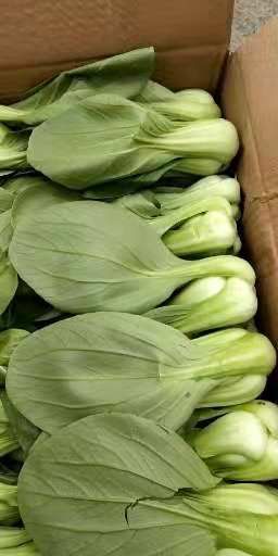 美冠油麦菜 20~25cm以上