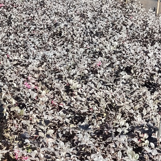 宜良县黑珍珠红继木  红花继木