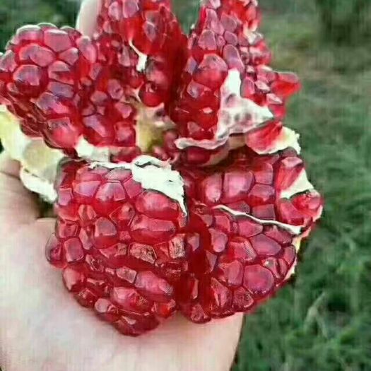 泰安突尼斯软籽石榴树苗 