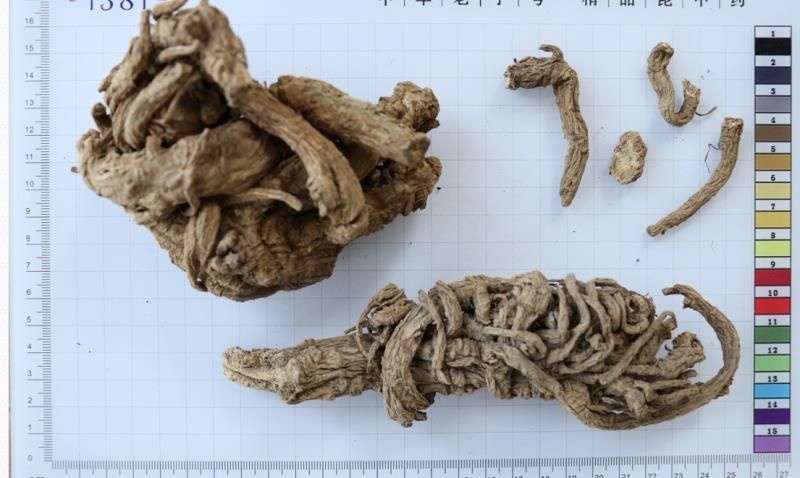 独活 独活