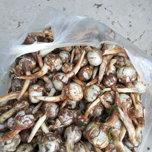 弥勒市白肉慈菇 混装通货 