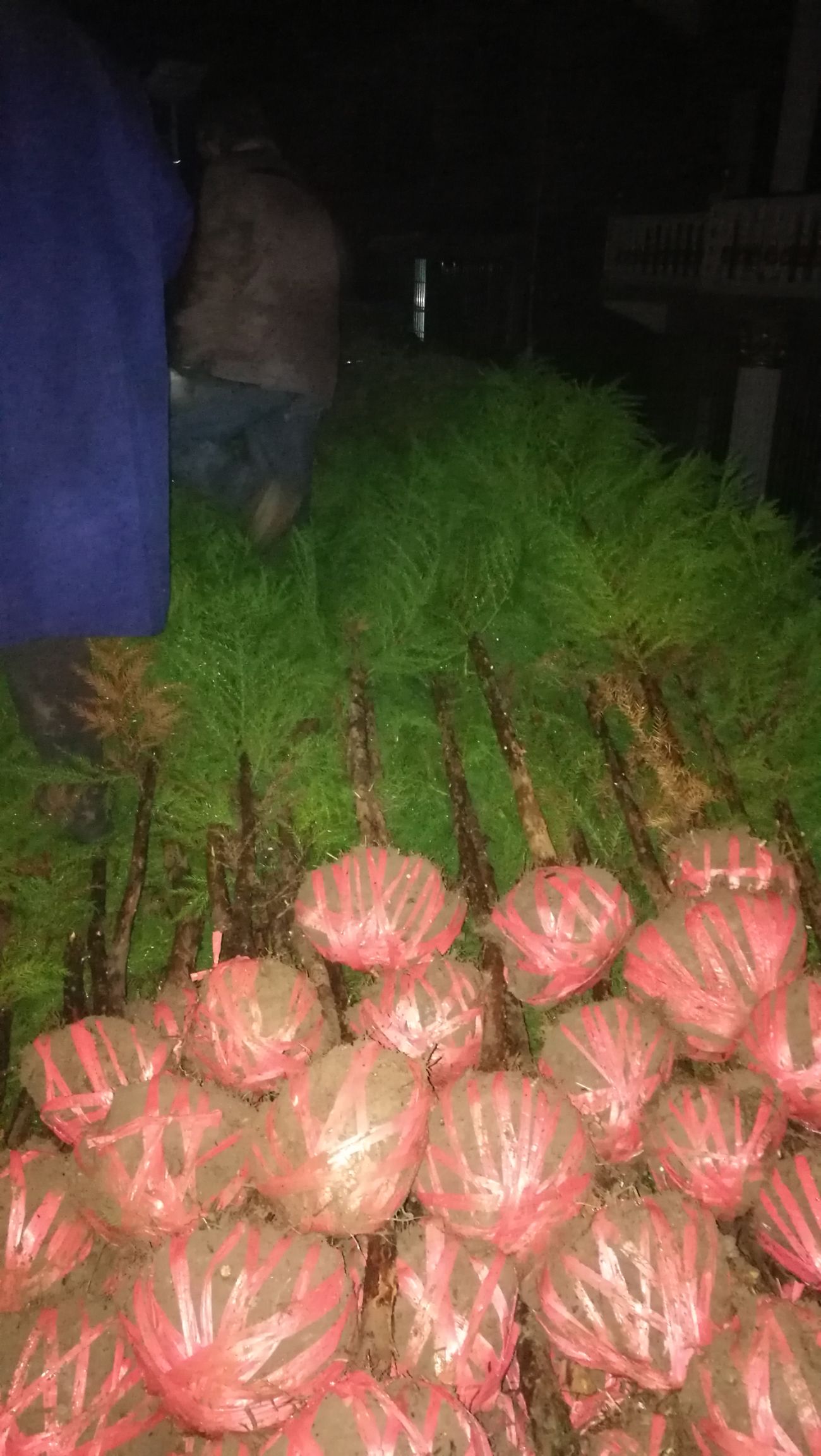 柳杉 