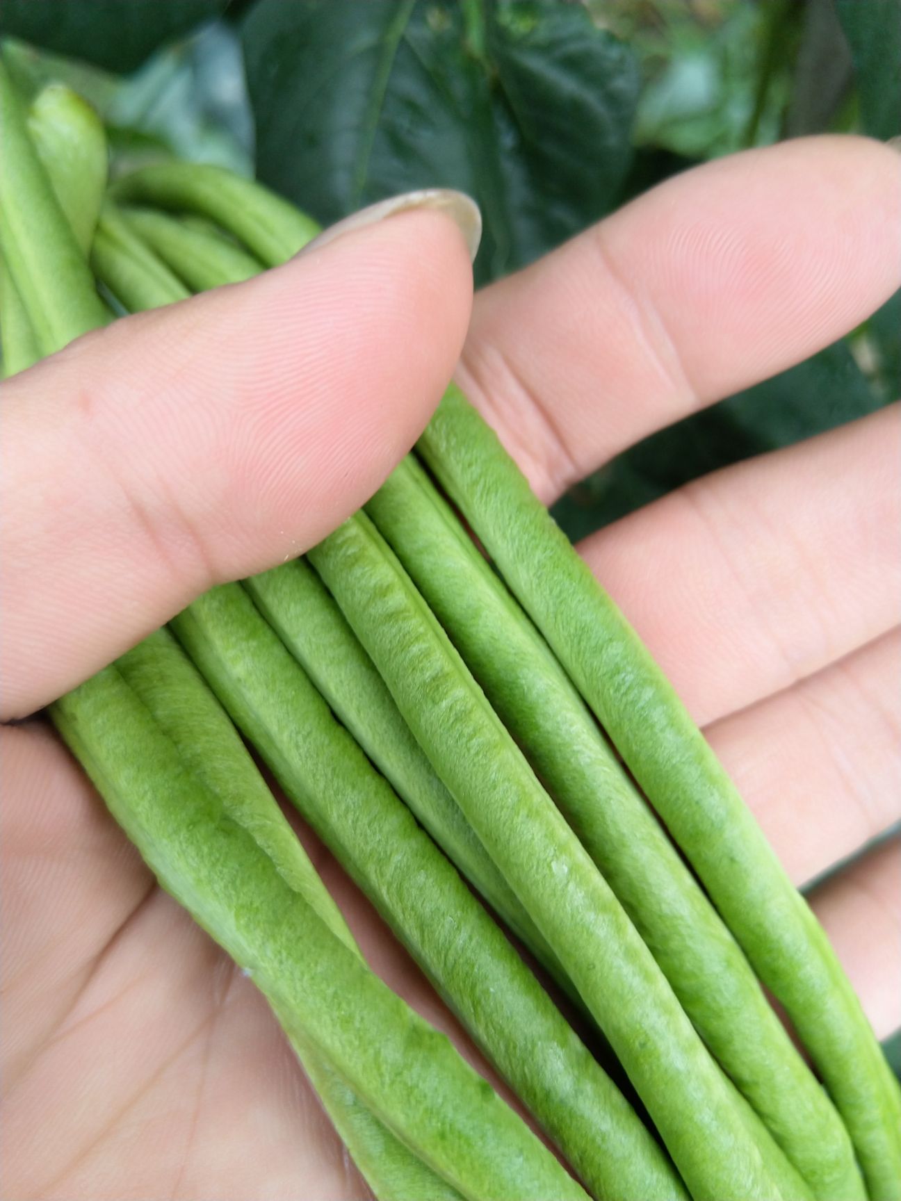 郑州耐热翠绿条豆角种子长80公分 不易落花