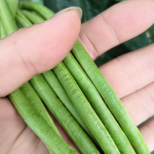 郑州耐热翠绿条豆角种子长80公分 不易落花 条形顺直