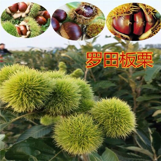 平邑县罗田板栗苗 嫁接苗 0.5~1米