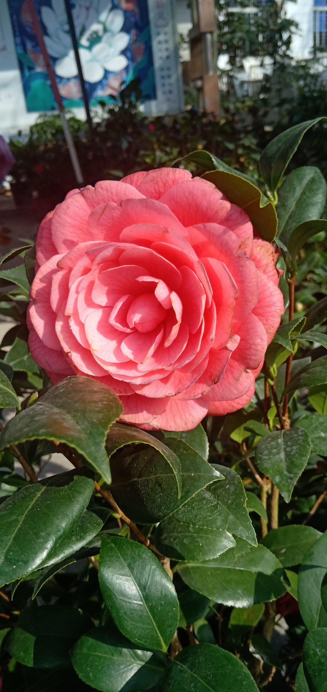 茶花树 花色鲜艳枝叶盛