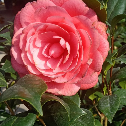 浦城县茶花树 花色鲜艳枝叶盛