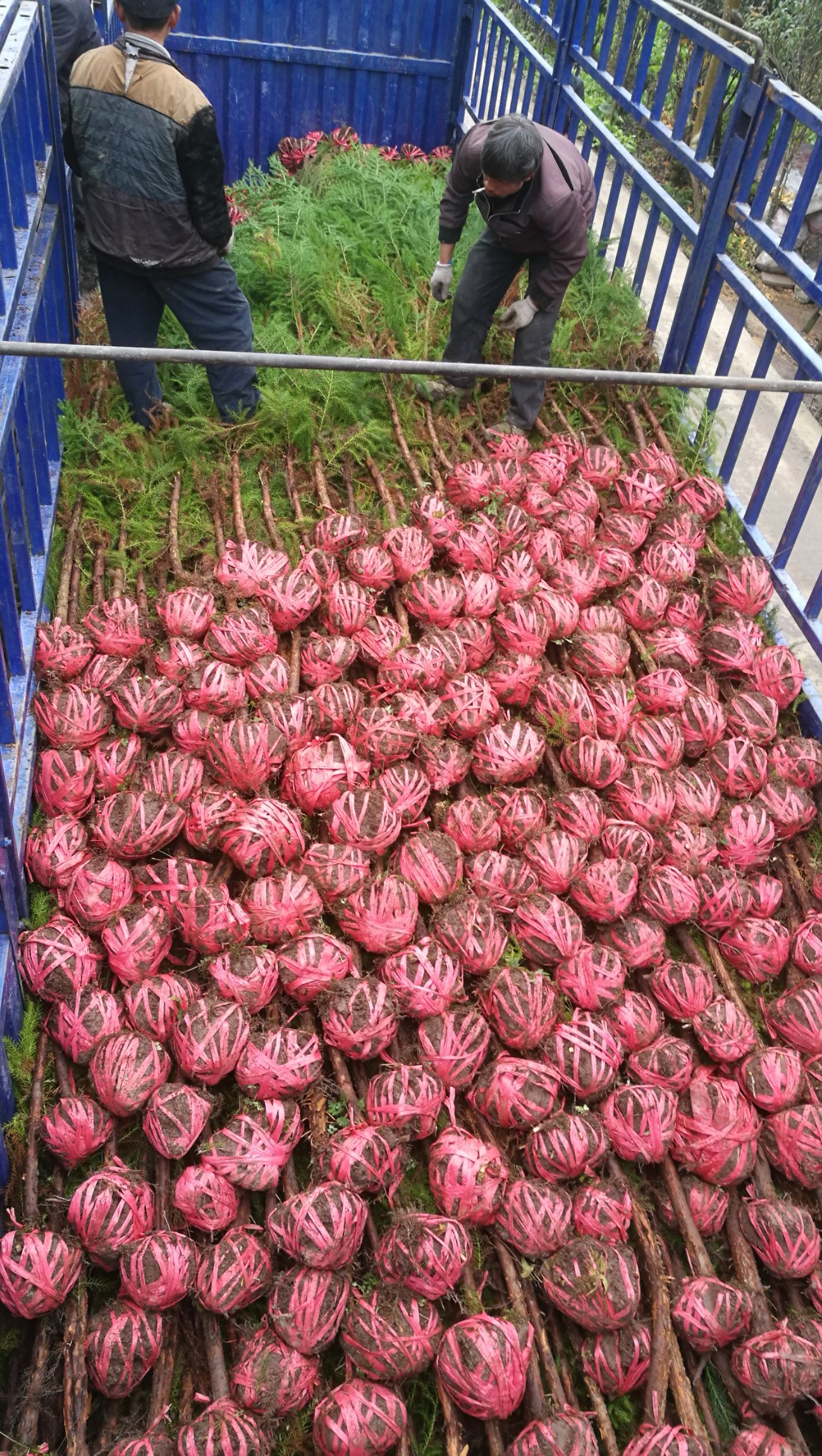 柳杉 