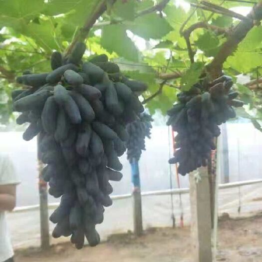 平邑县蓝宝石葡萄苗 