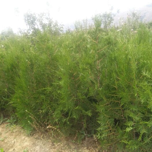 天水侧柏苗