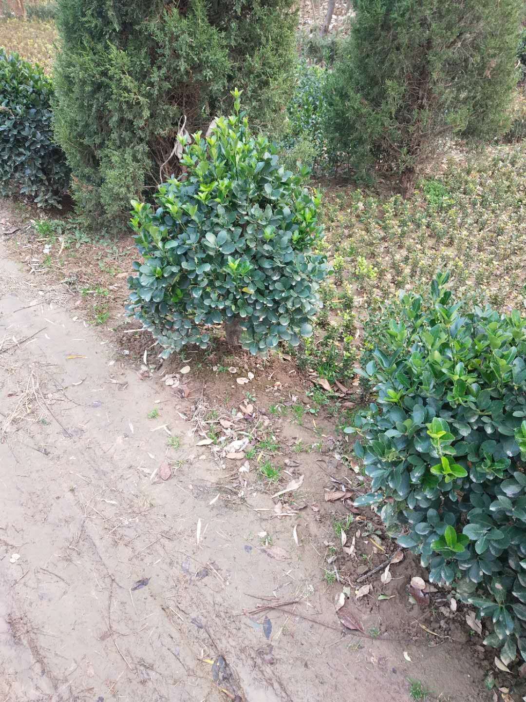 沭阳县冬青球