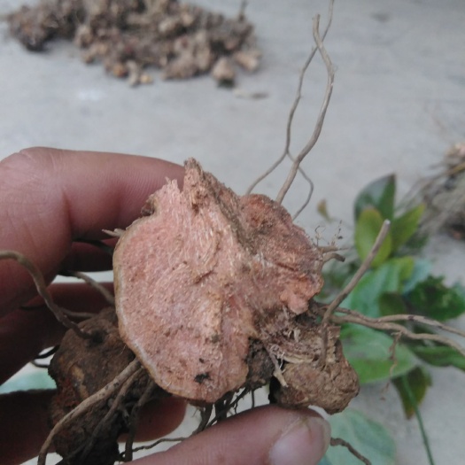 甘肃省陇南康县特产中药材根茎类菝葜源自自然食品经营许可安心购