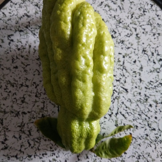 新丰县佛手果 