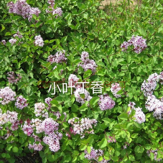铁岭县小叶丁香 1~1.5米 2cm以下 4cm以下