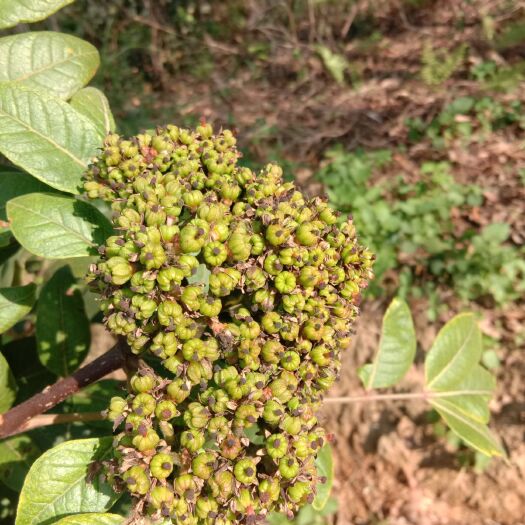 柳城县吴茱萸苗