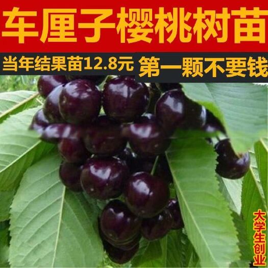 平邑县美早苗  美早大樱桃，车里子