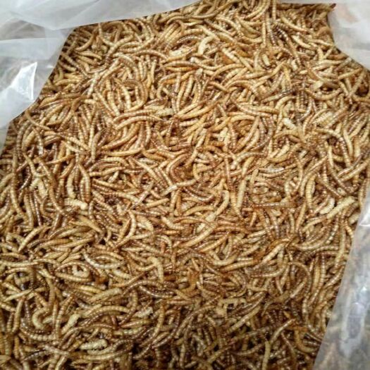 洛阳黄粉虫 