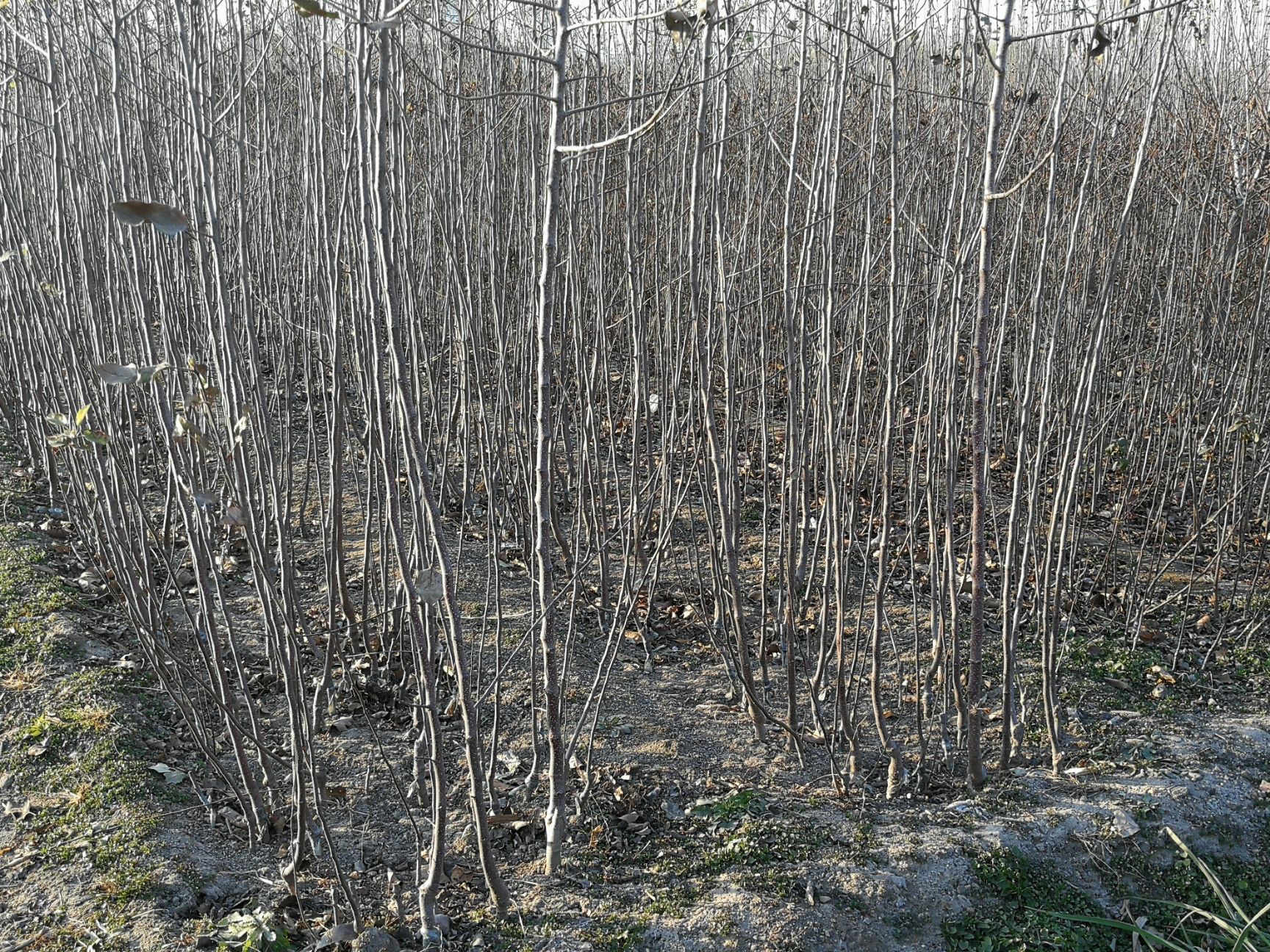 红肉苹果树苗 1~1.5米