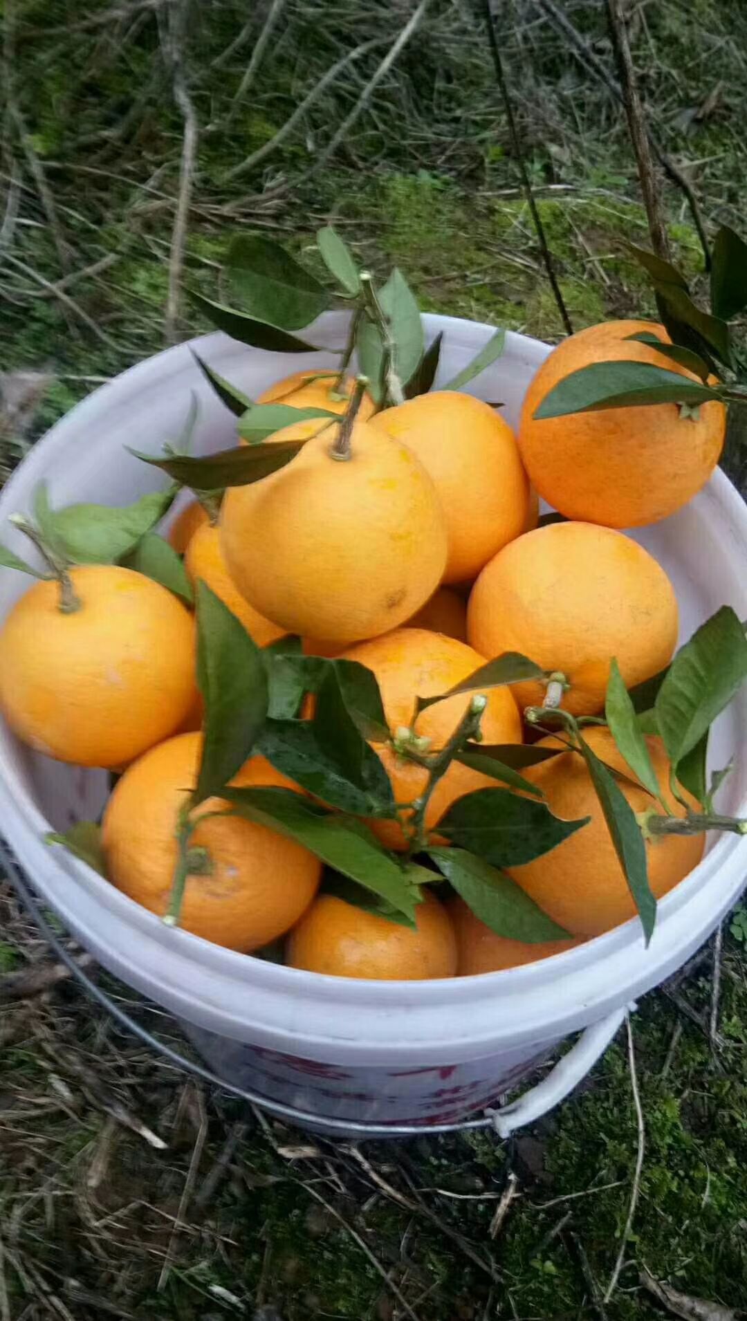 麻阳冰糖橙
