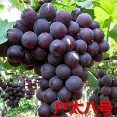 平邑县户太八号葡萄苗 