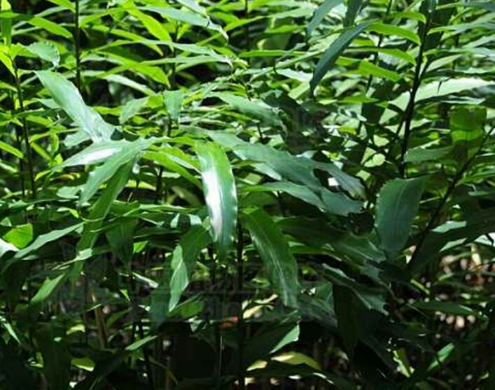 砂仁苗 春砂仁老根苗