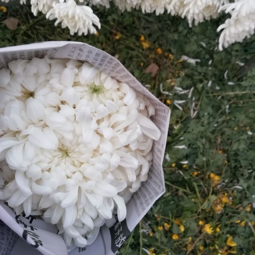 莒县白菊花苗