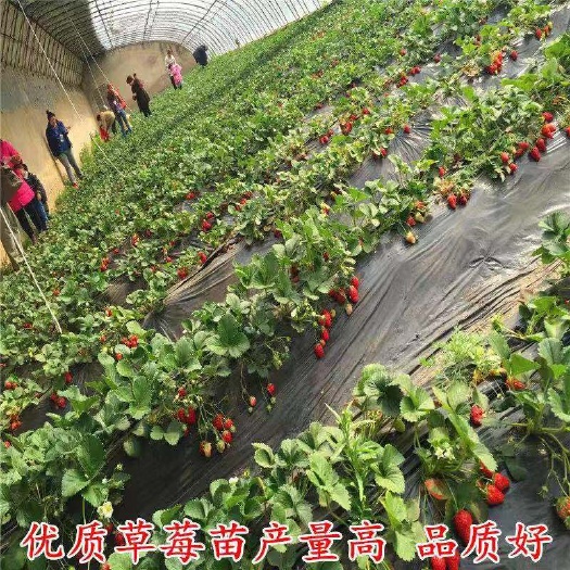 平邑县四季草莓苗 地栽苗 10公分以下