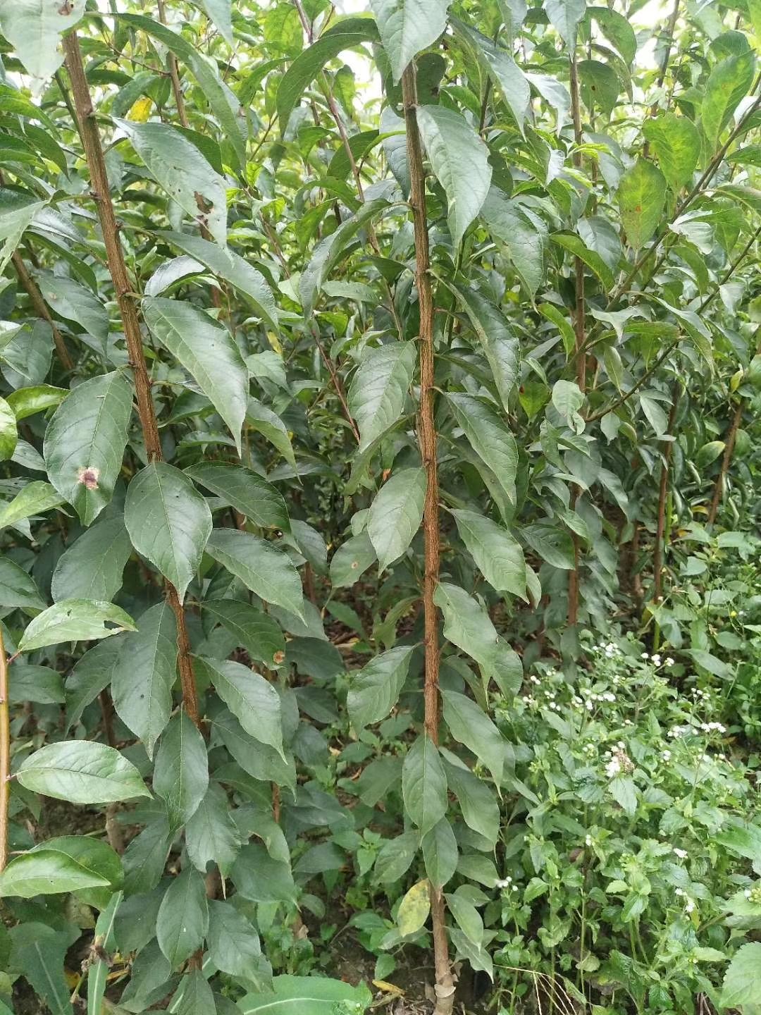 青脆李苗  云南李子苗品种齐全，文山李子苗基地