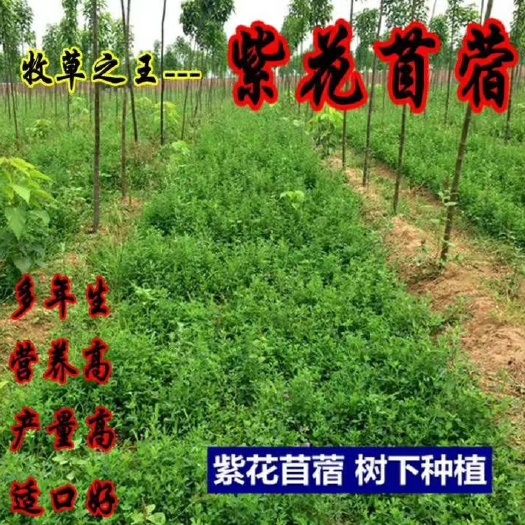 沭阳县苜宿草 紫花苜蓿