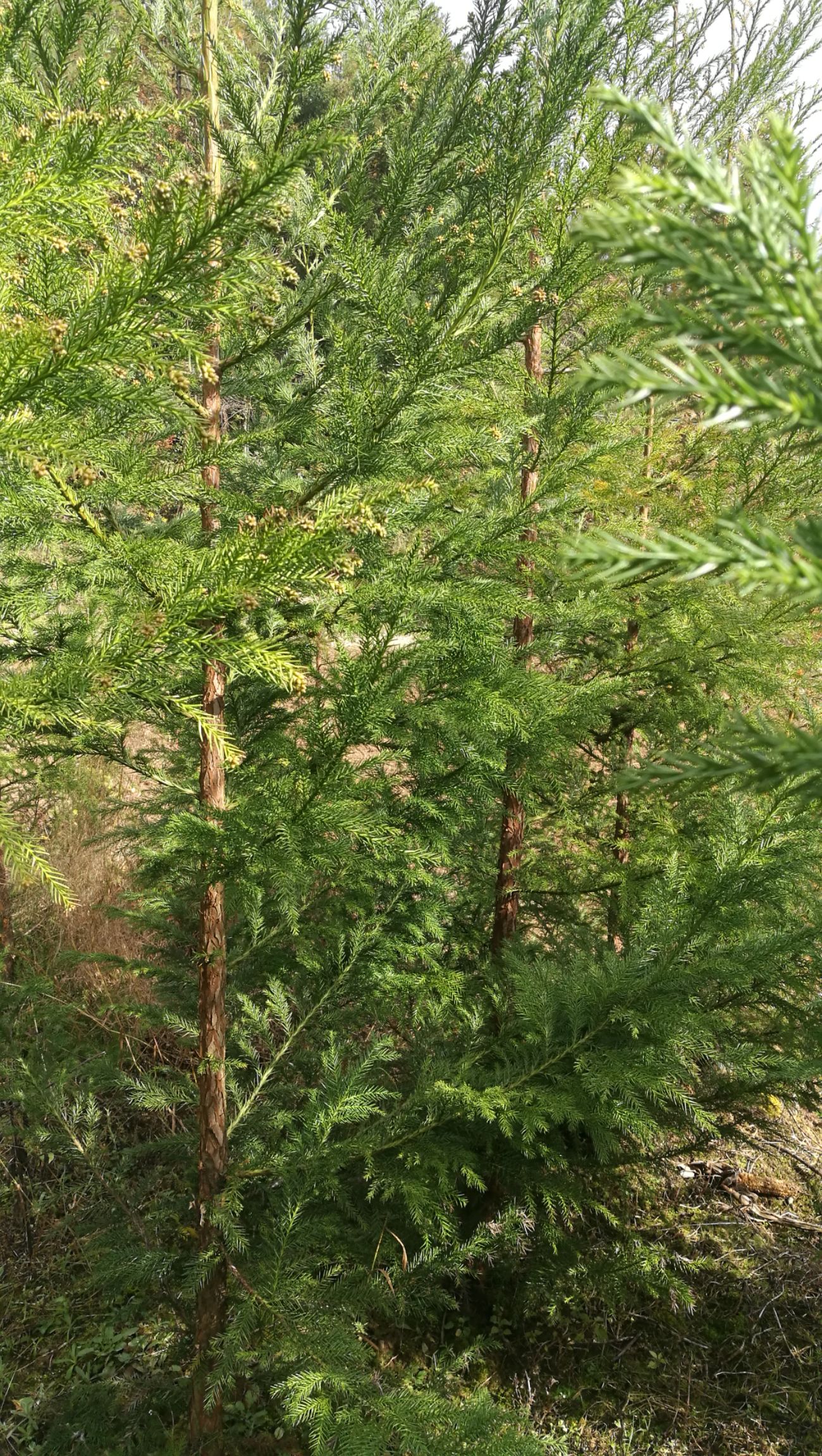 柳杉 