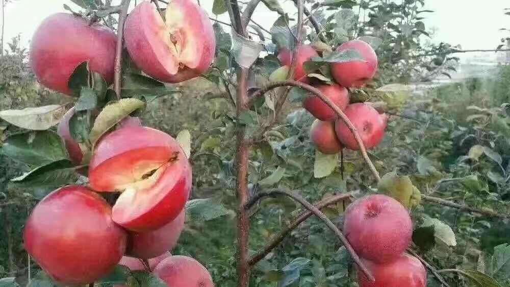 红肉苹果树苗 1~1.5米