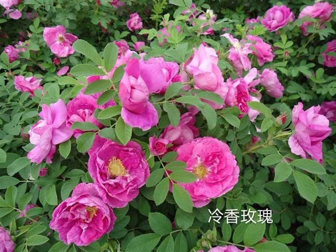 铁岭县红玫瑰  冷香玫瑰