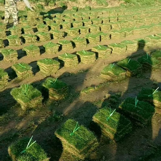 沭阳县马尼拉草皮