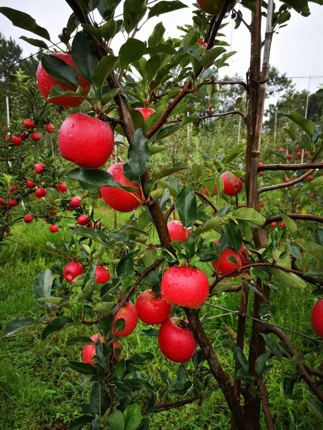 嘎啦苹果苗  马龙早熟苹果苗，嘎啦系列早熟苹果苗，基地直供