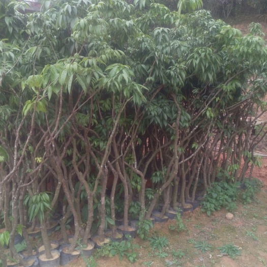 灵山县黑叶荔枝苗