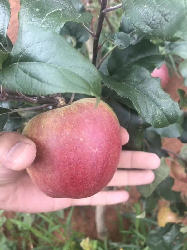 红肉苹果树苗 1~1.5米