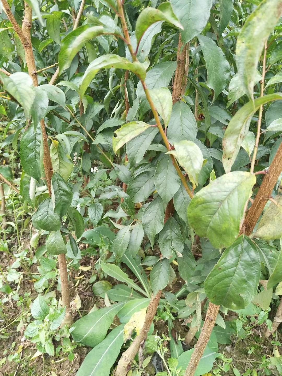 青脆李苗  云南李子苗品种齐全，文山李子苗基地