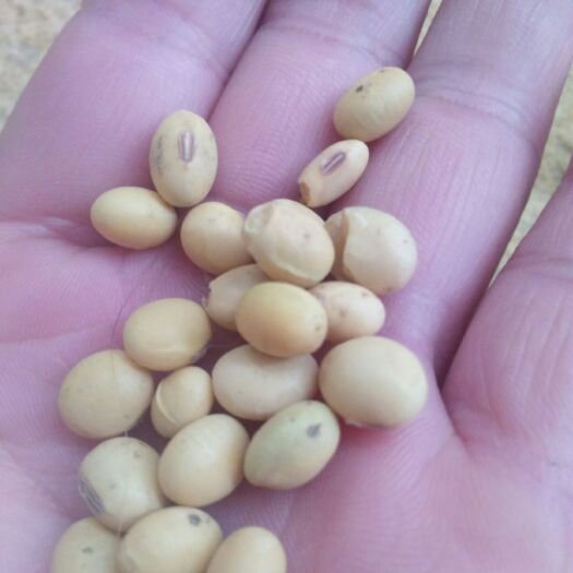 东海县黄黄豆 生大豆 1等品