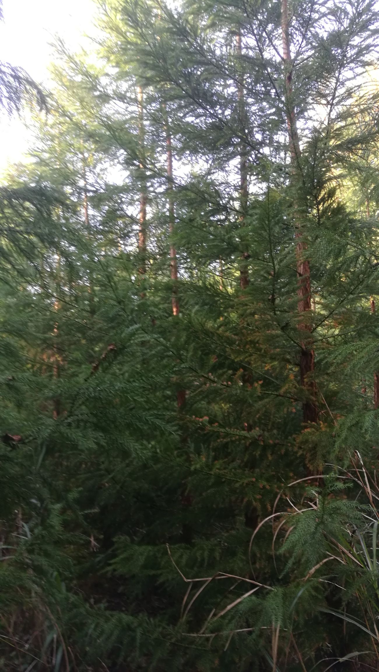 柳杉 