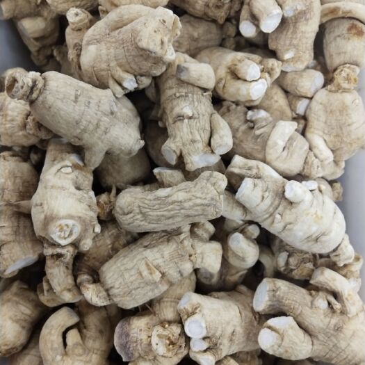 林下參西洋參 整支粒頭10克