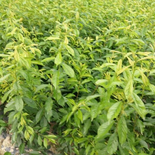 茂县青脆李苗 